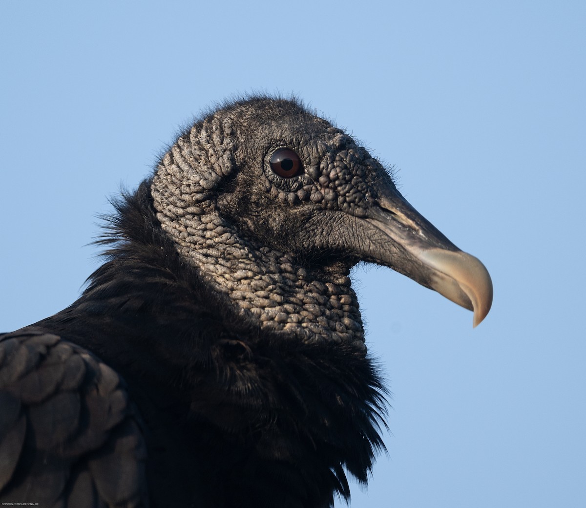 Black Vulture - ML597432371