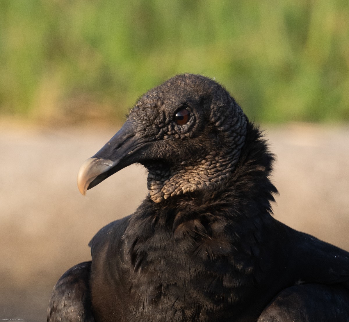 Black Vulture - ML597432381