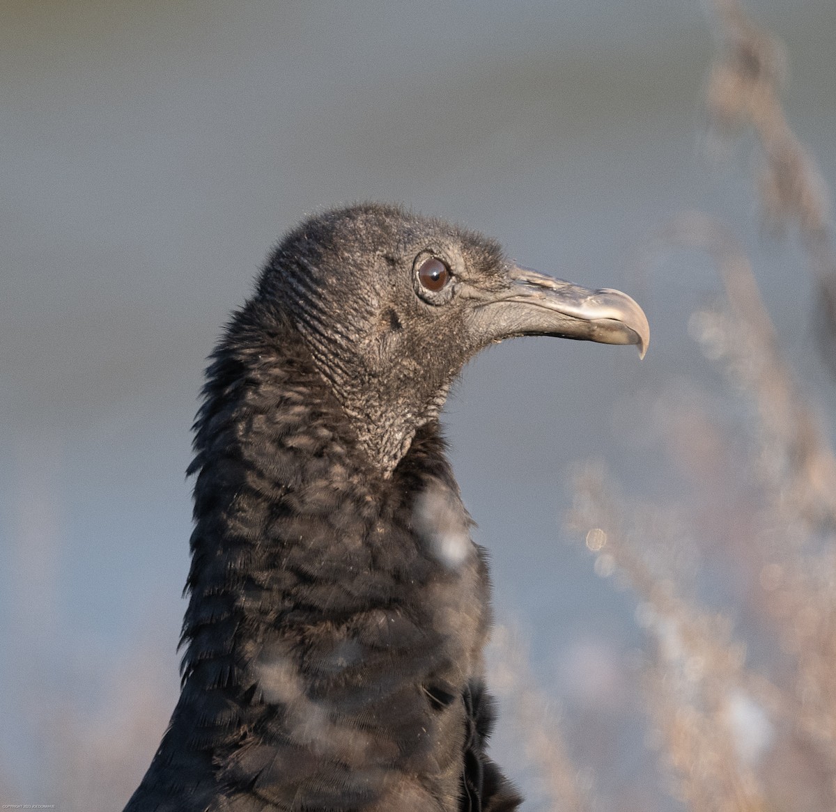 Black Vulture - ML597432391