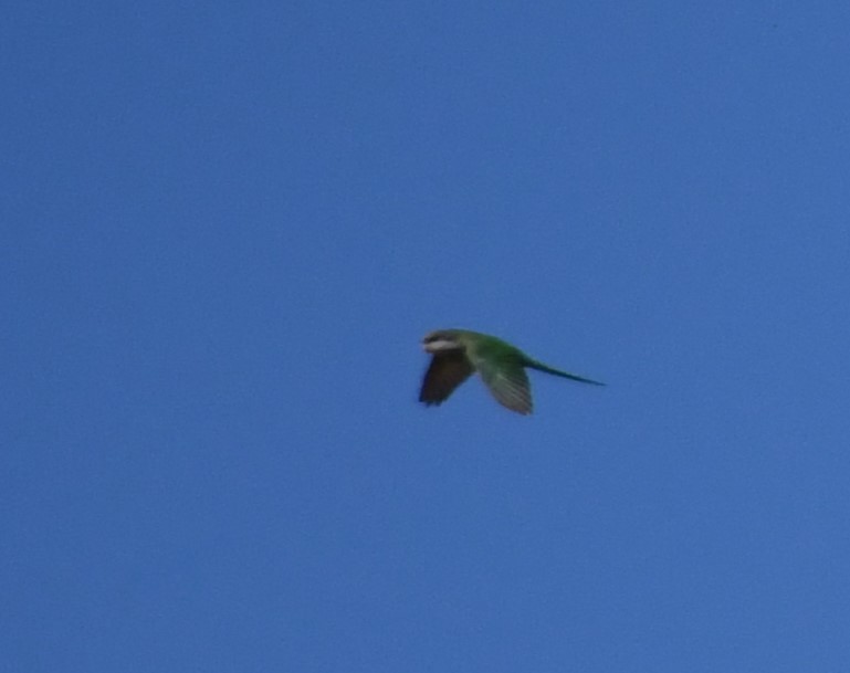 Gray-hooded Parakeet - Evelyn Krojmal