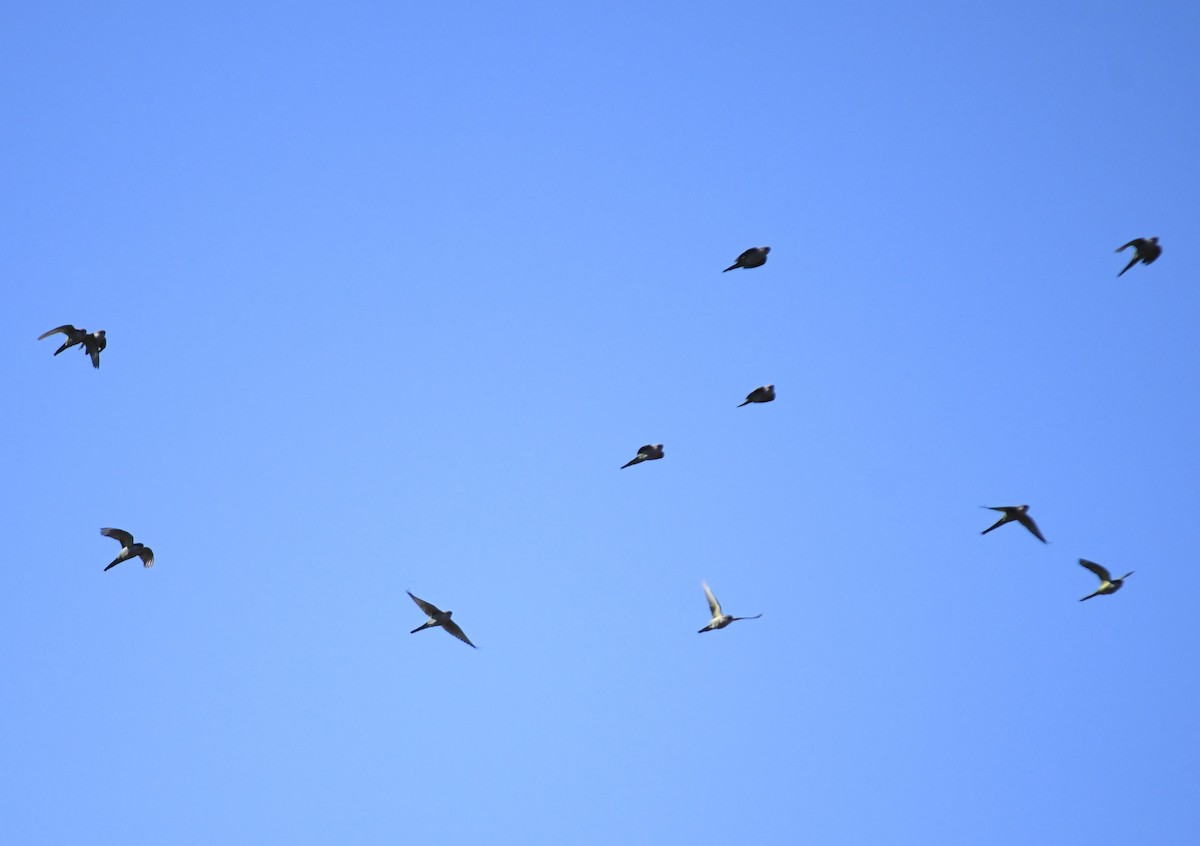 Gray-hooded Parakeet - ML597432601