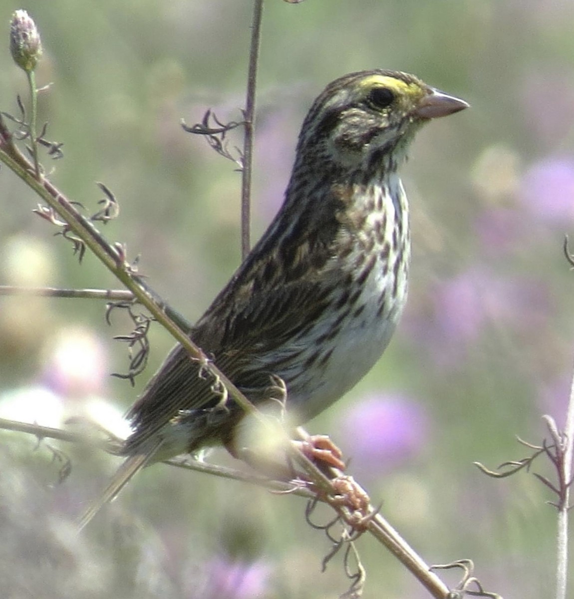 Savannah Sparrow - ML597432961