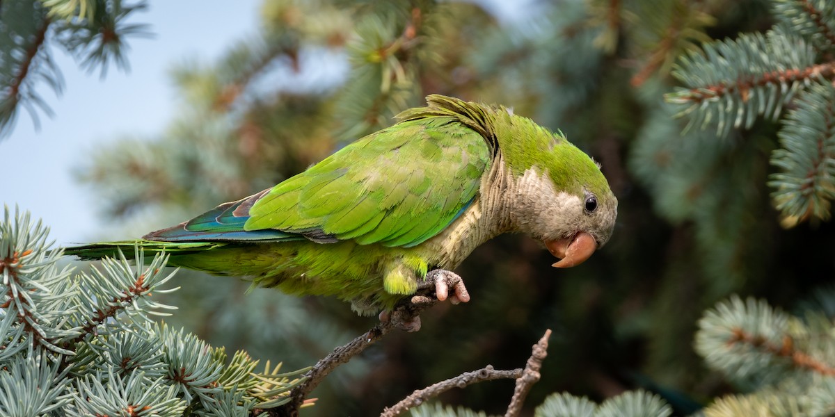 Monk Parakeet - Henrey Deese