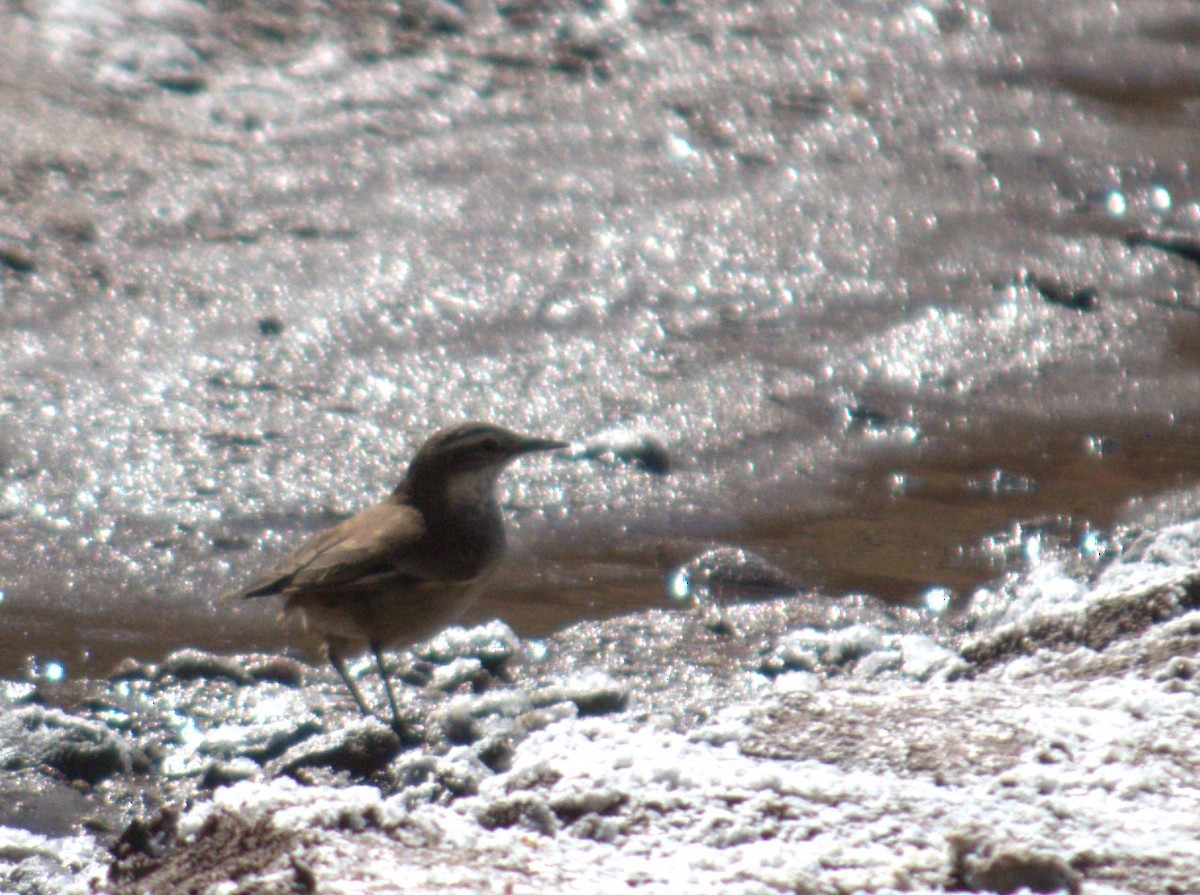 Buff-winged Cinclodes - Evelyn Krojmal