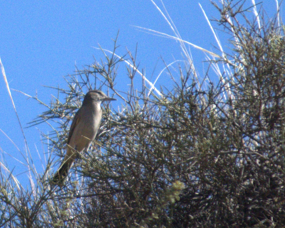 Gray-bellied Shrike-Tyrant - ML597433351