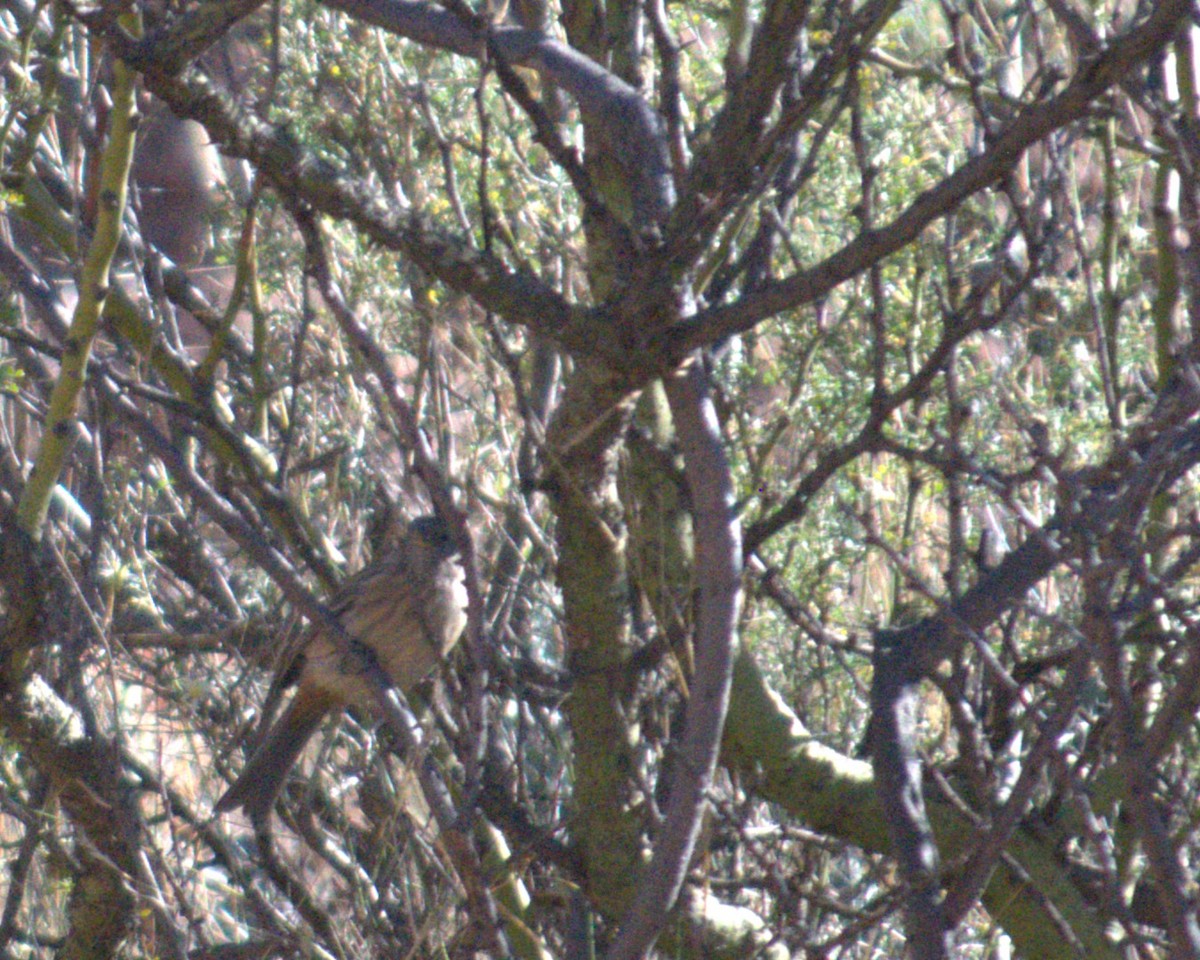 Plumbeous Sierra Finch - ML597433481