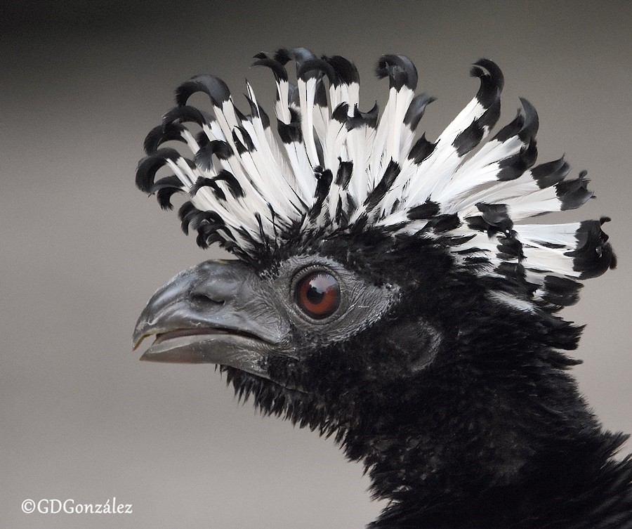 Bare-faced Curassow - ML597433781