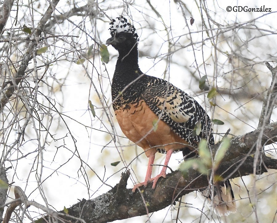 Bare-faced Curassow - ML597433801