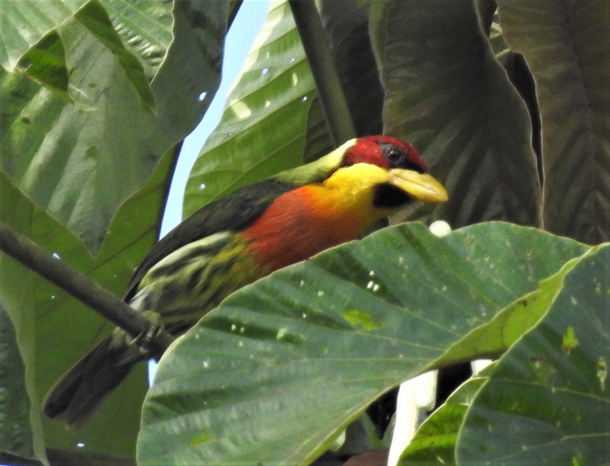 Lemon-throated Barbet - ML597434121