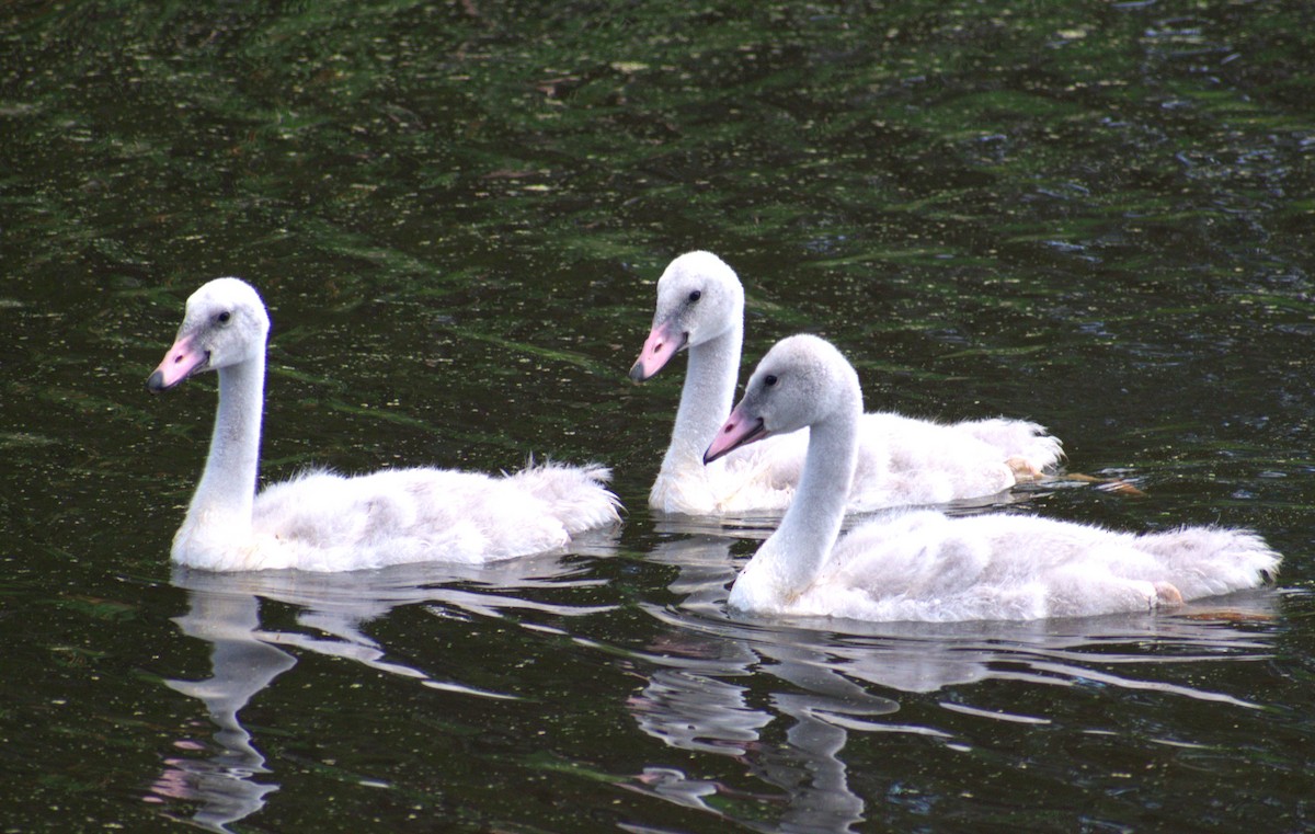 Trumpeter Swan - ML597435071