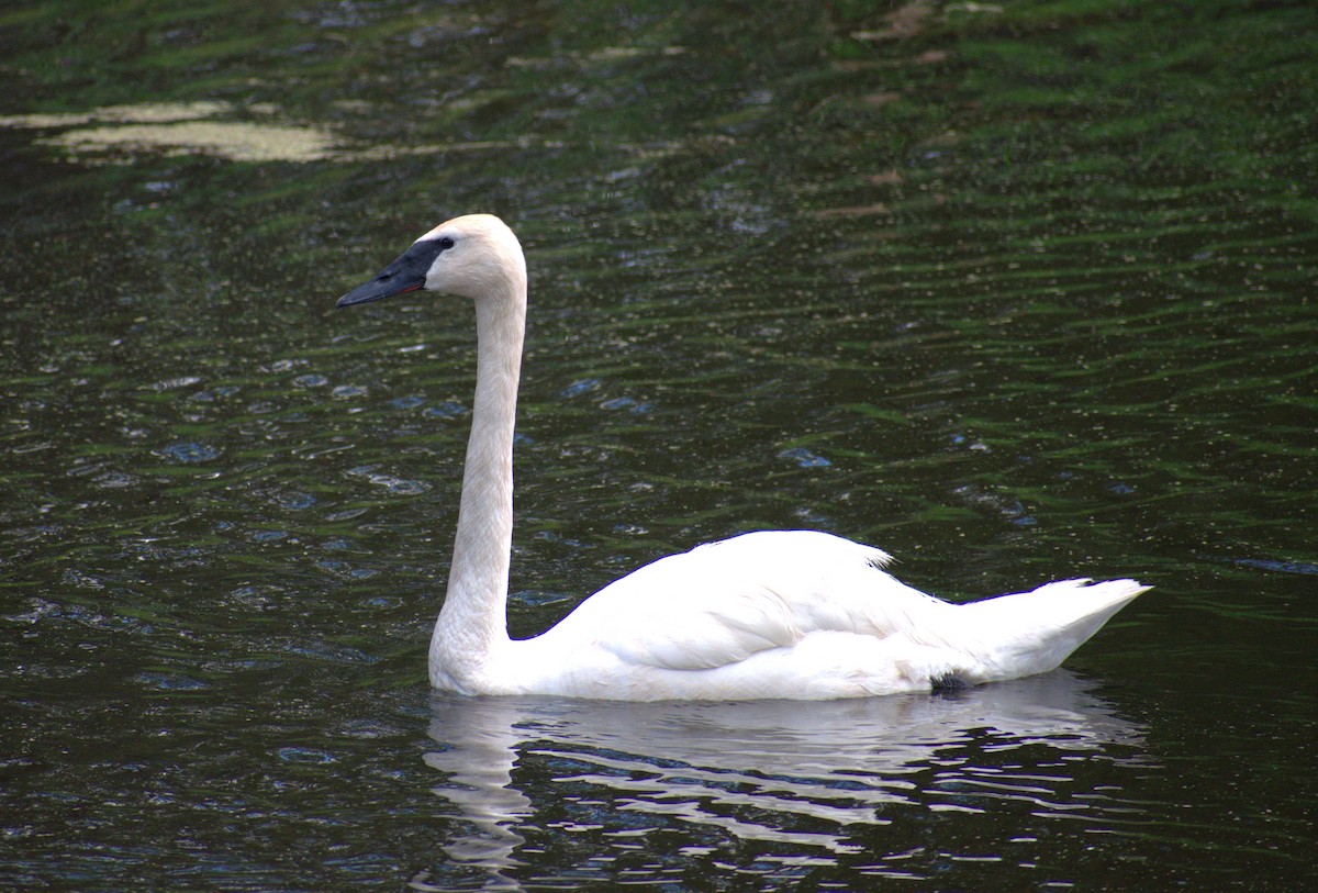 Trumpeter Swan - ML597435091