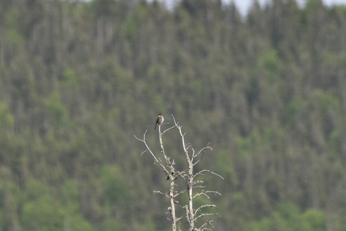 Olive-sided Flycatcher - ML597435311