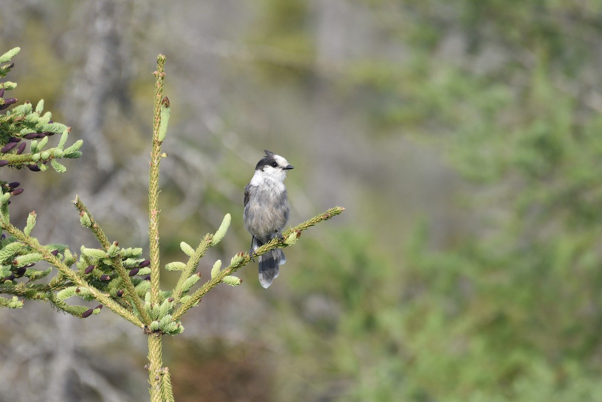 Canada Jay - ML597435561