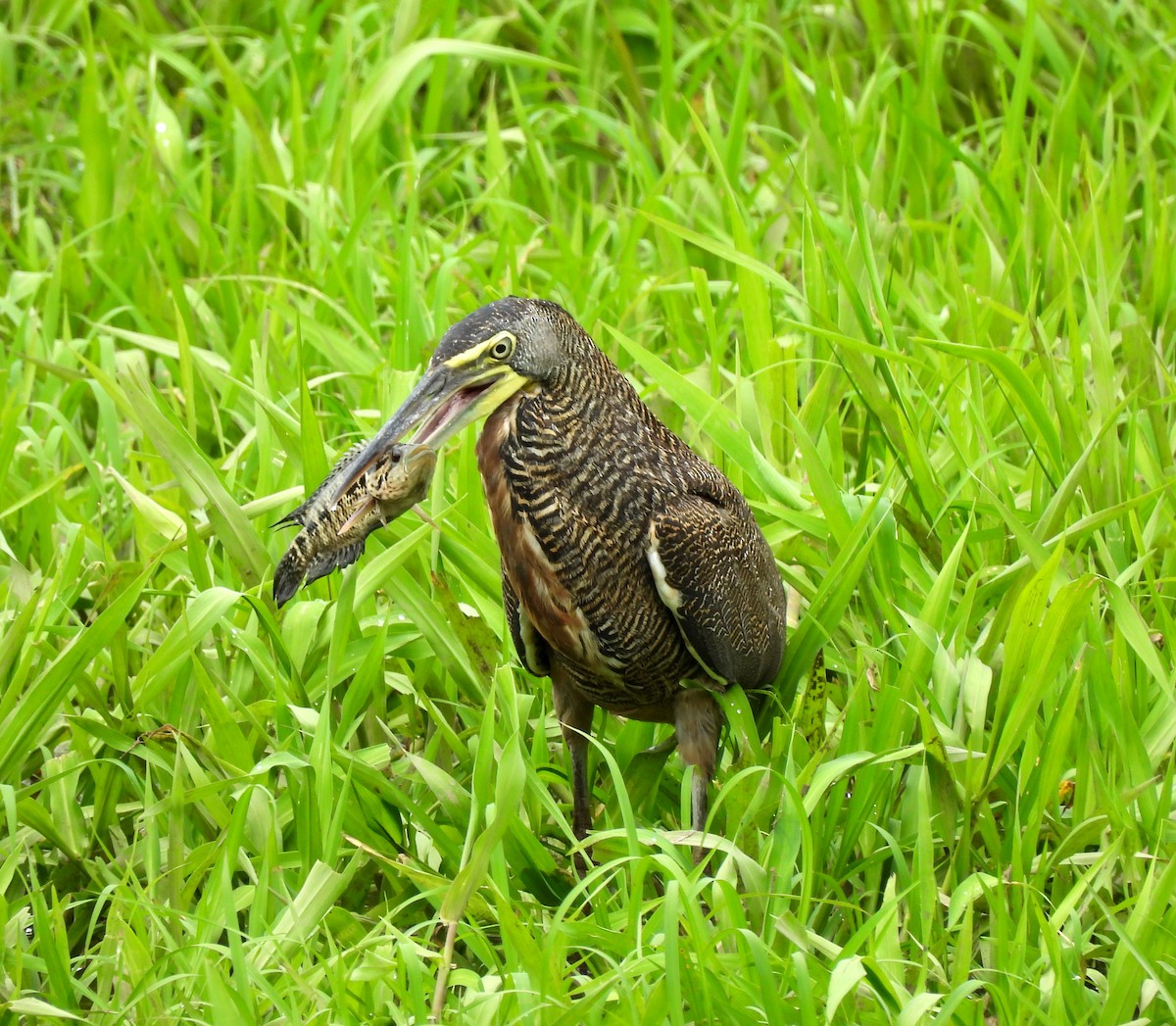 Bare-throated Tiger-Heron - Dallas Levey