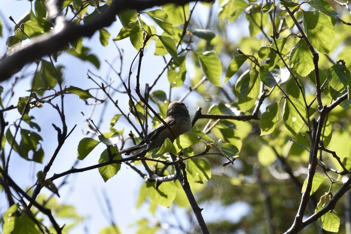 Boreal Chickadee - ML597437171
