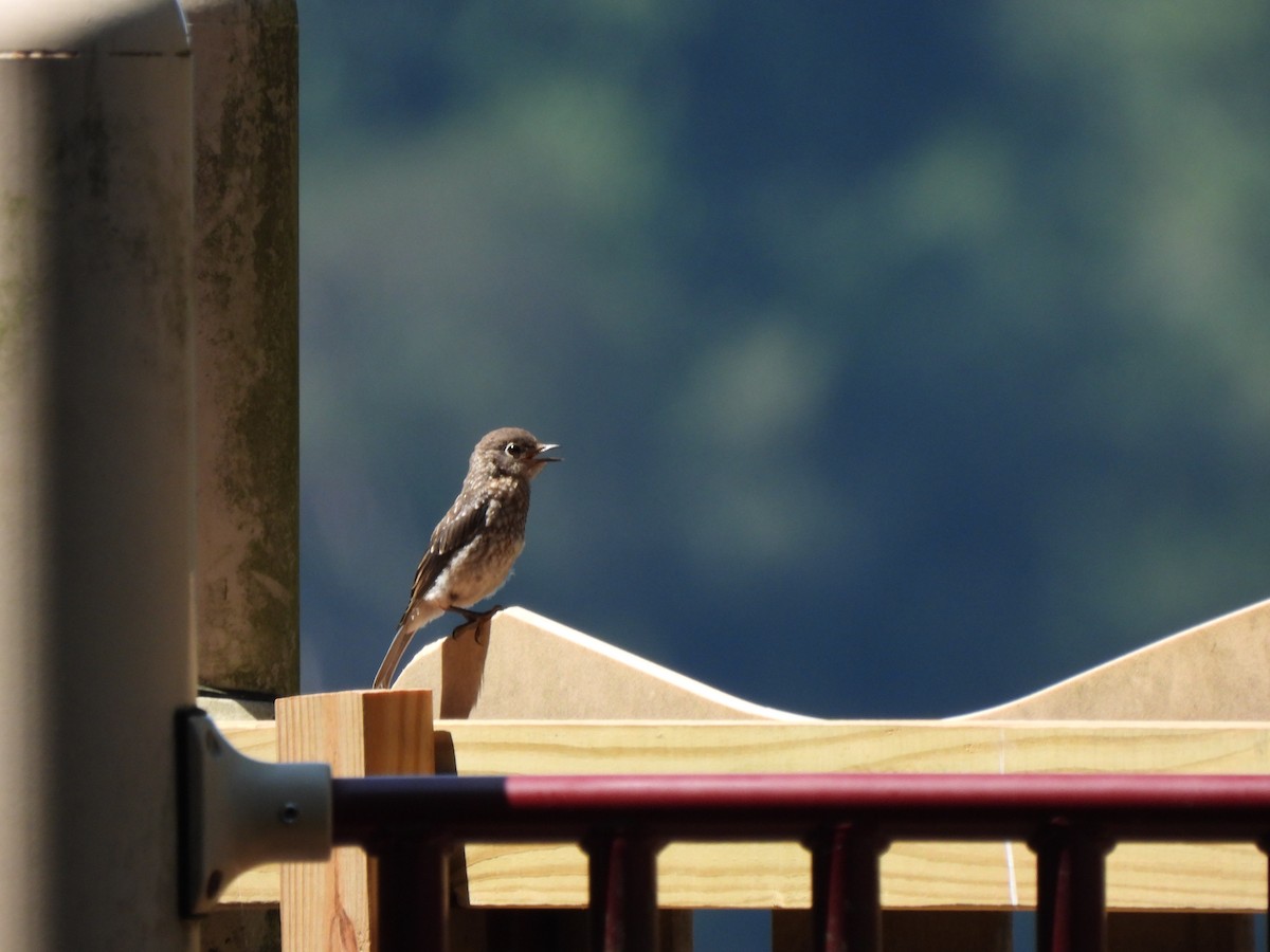 Eastern Bluebird - ML597437751
