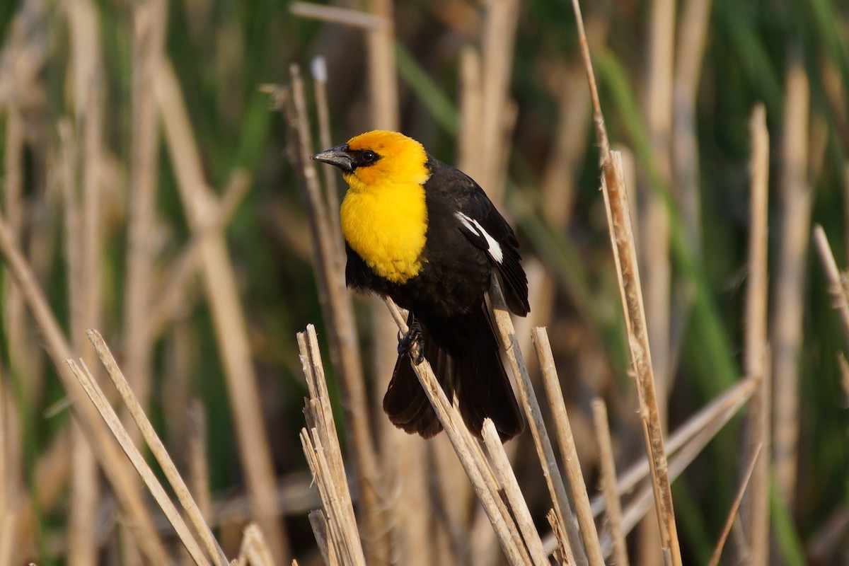 Yellow-headed Blackbird - ML597438611