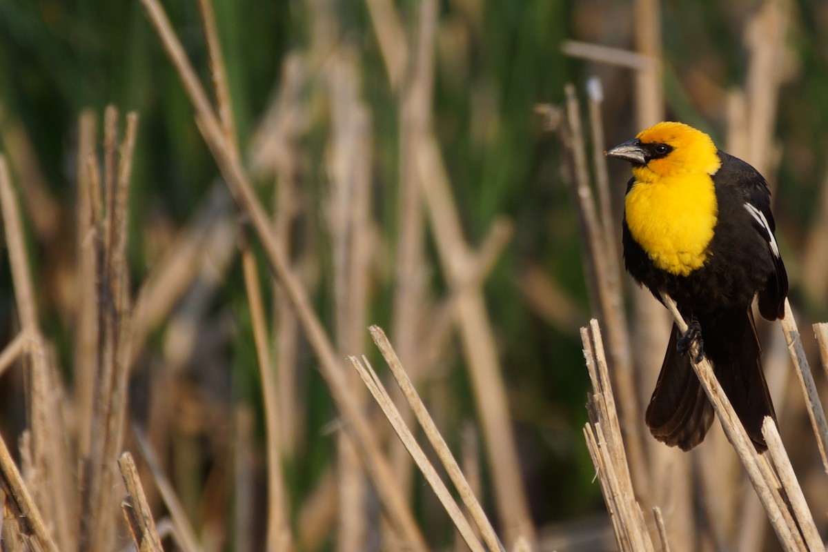 Yellow-headed Blackbird - ML597438671