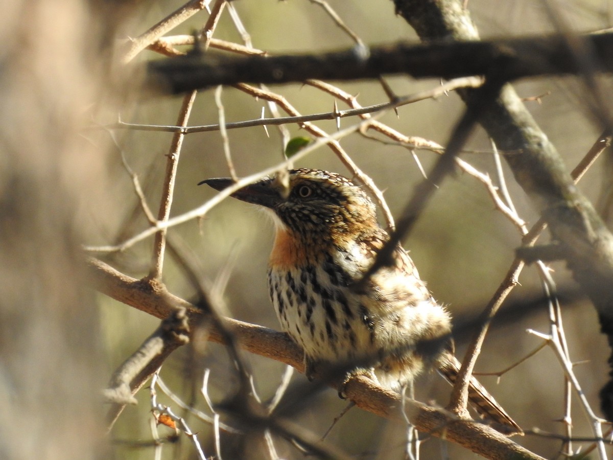 Spot-backed Puffbird - ML597439041