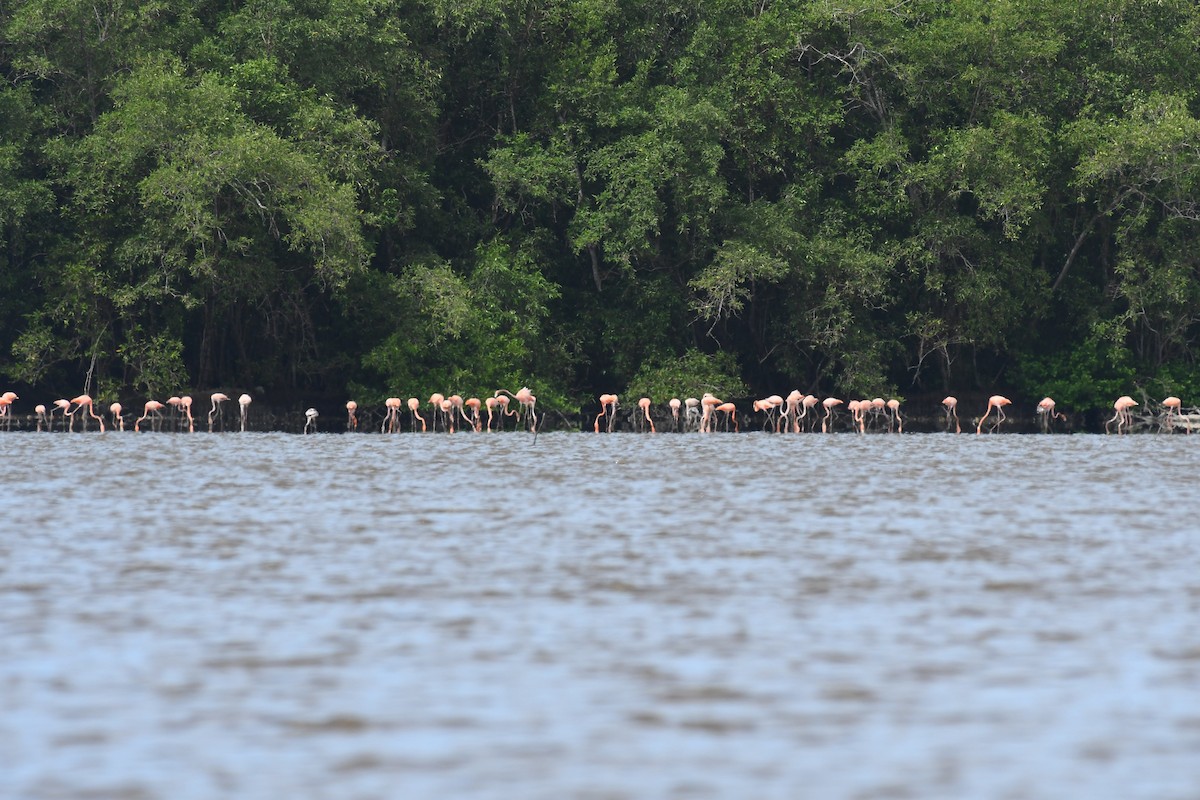 American Flamingo - ML597439111