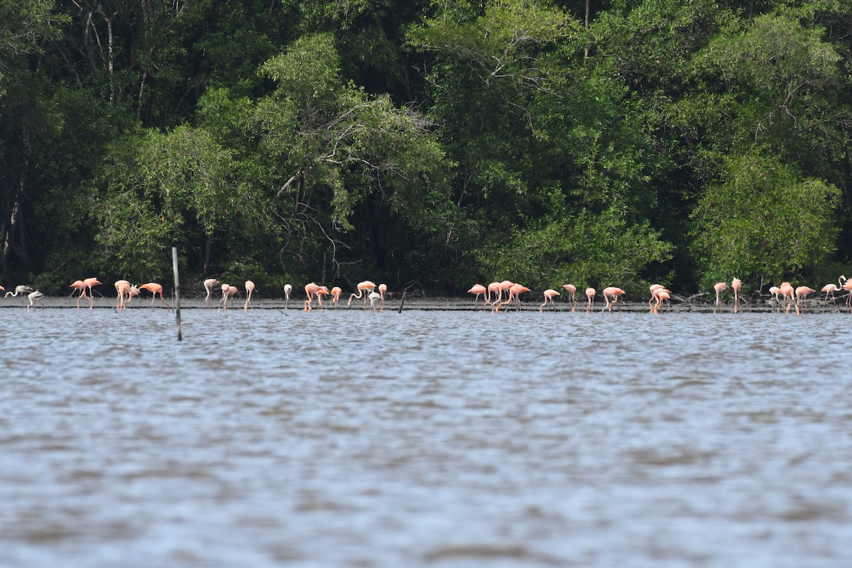 American Flamingo - ML597439121