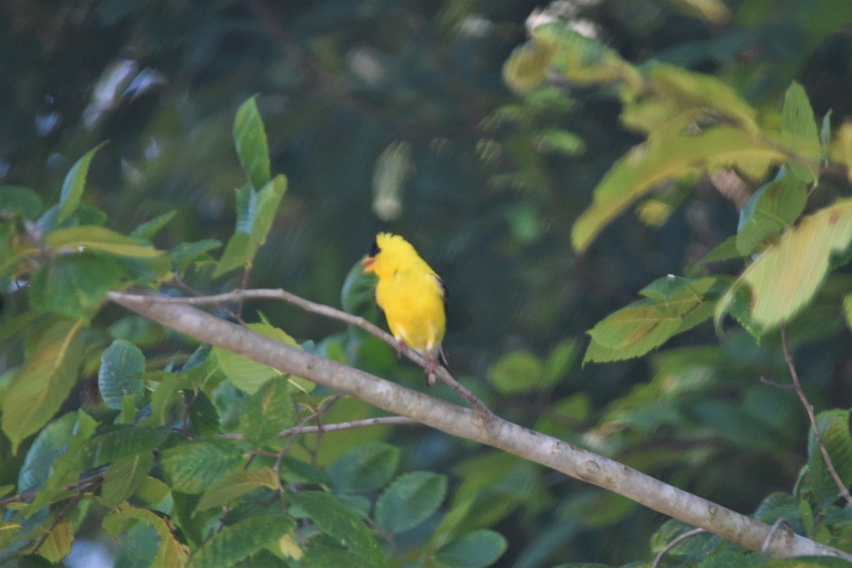 American Goldfinch - ML597439131