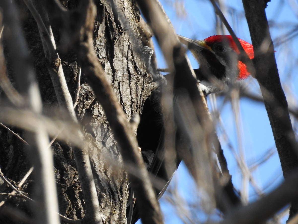 Black-bodied Woodpecker - ML597439141