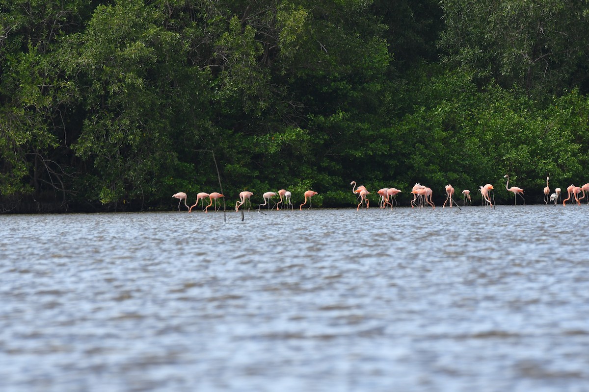 American Flamingo - ML597439151