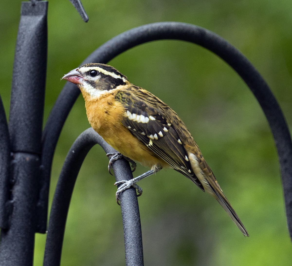 Cardinal à tête noire - ML597439461