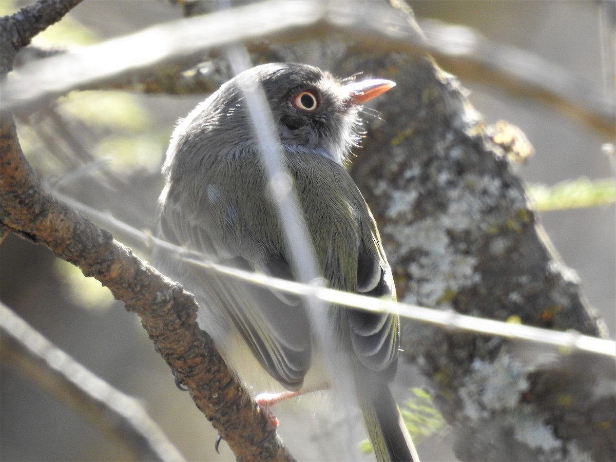 ギンバラコビトドリモドキ - ML597439541