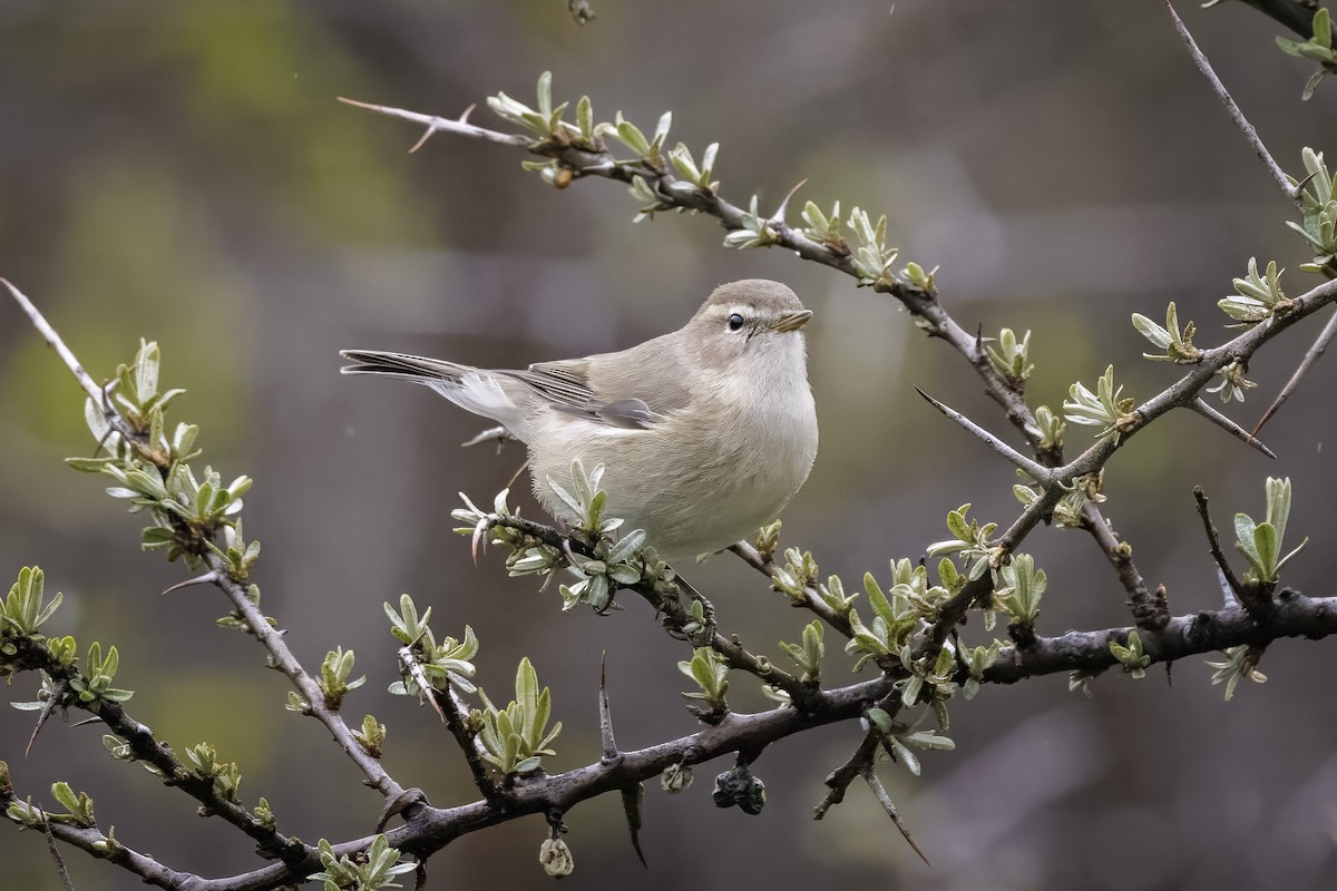 Mountain Chiffchaff (Caucasian) - Hans Wohlmuth