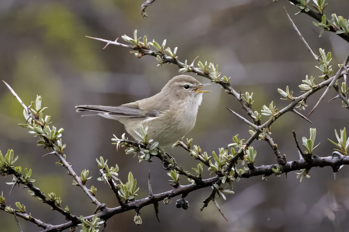 Mountain Chiffchaff (Caucasian) - ML597439621