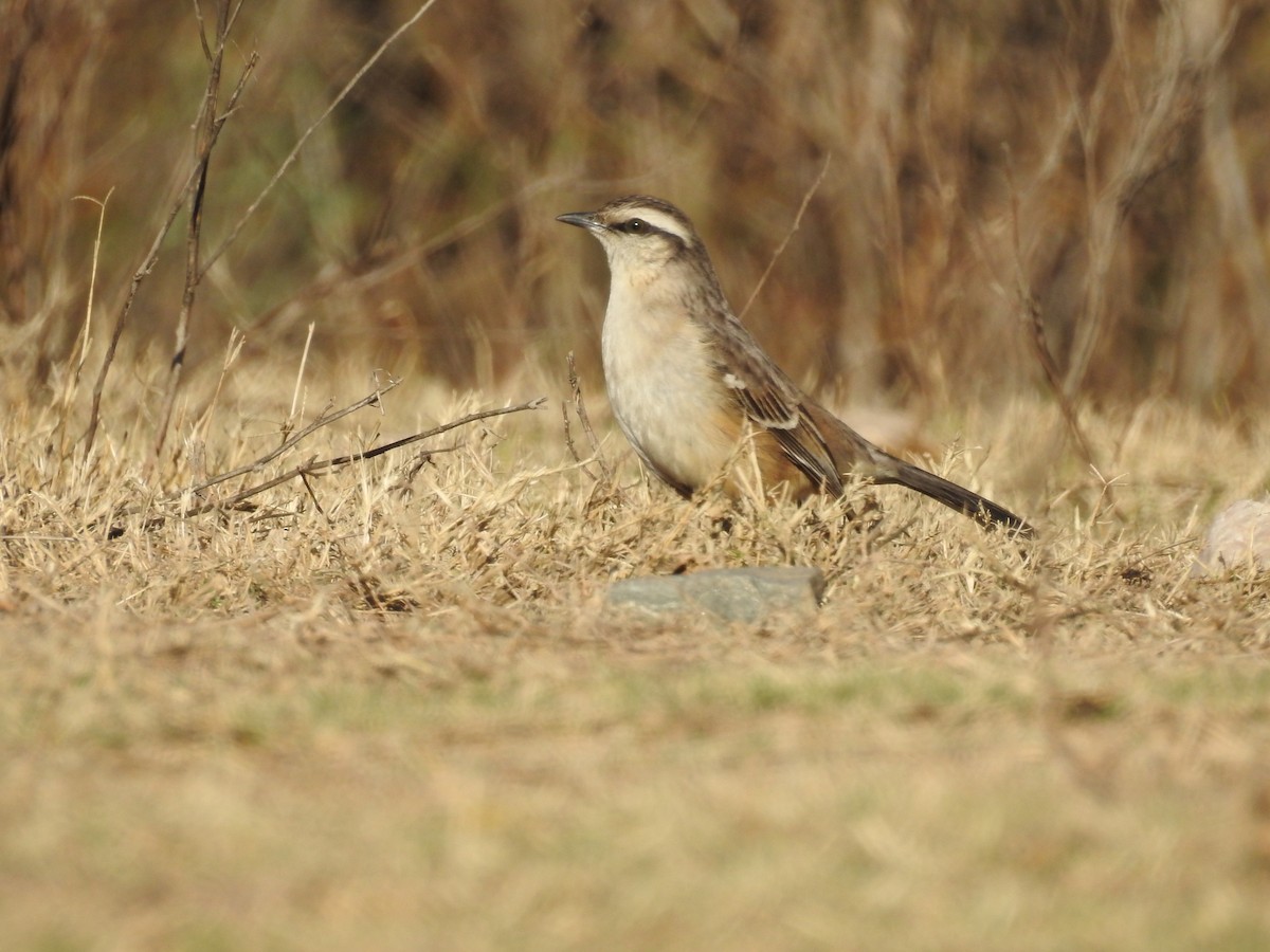 Chalk-browed Mockingbird - ML597439801