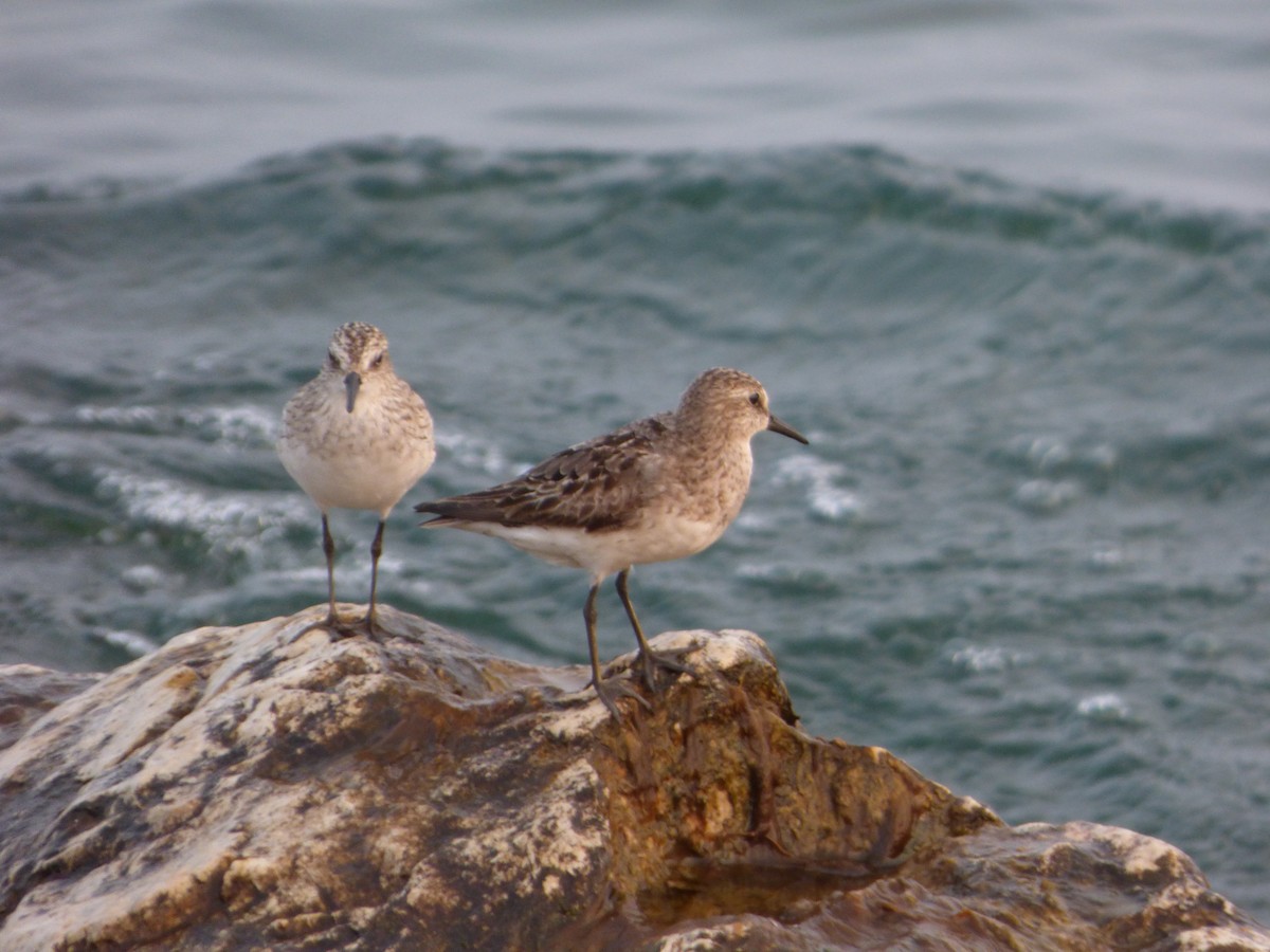 Semipalmated Sandpiper - ML597440271