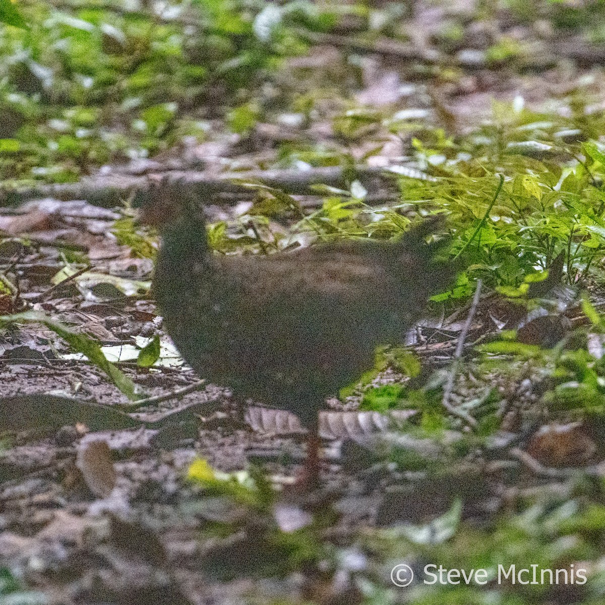 Nahan's Partridge - ML597440611