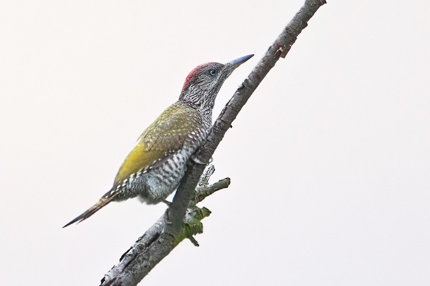 Eurasian Green Woodpecker - ML597440621