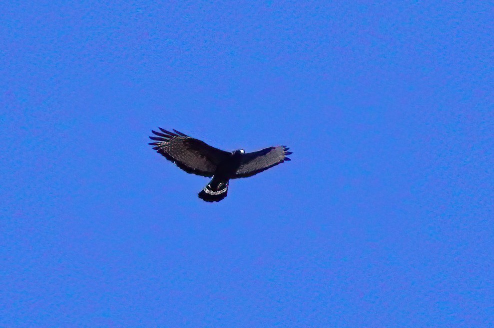 Zone-tailed Hawk - ML597440801