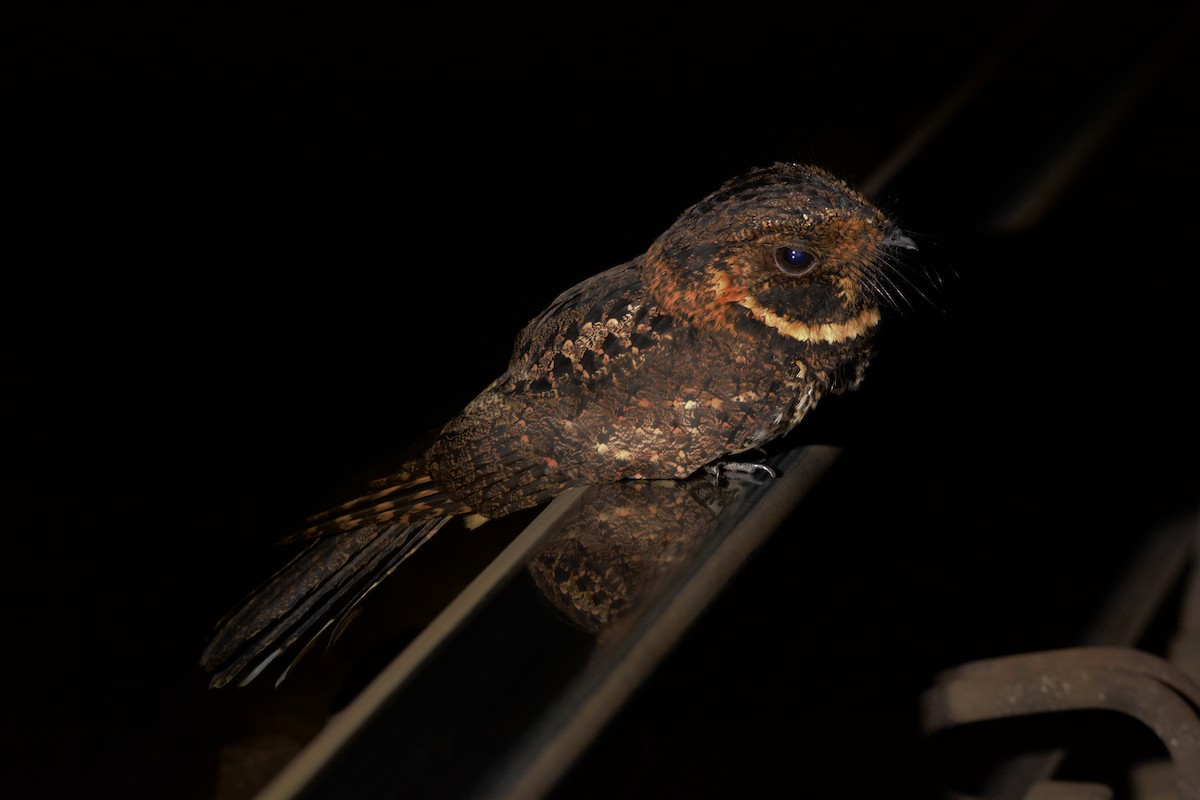 Silky-tailed Nightjar - ML597441841