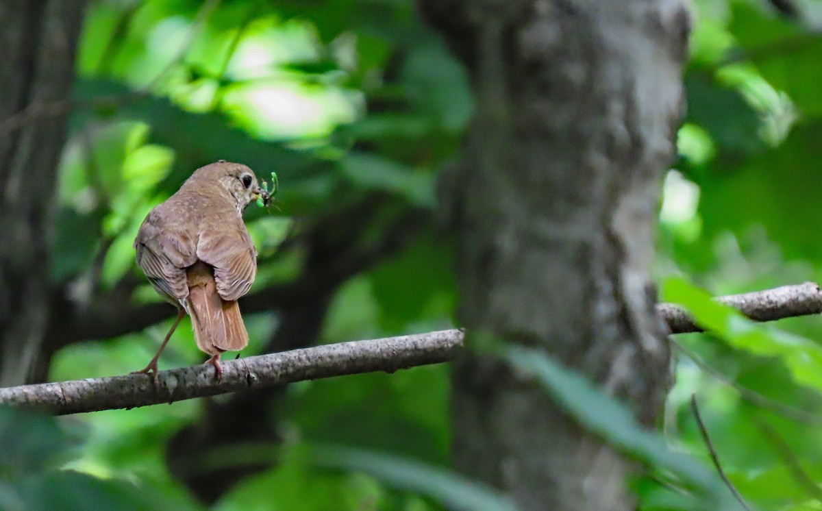 Hermit Thrush - ML597442401