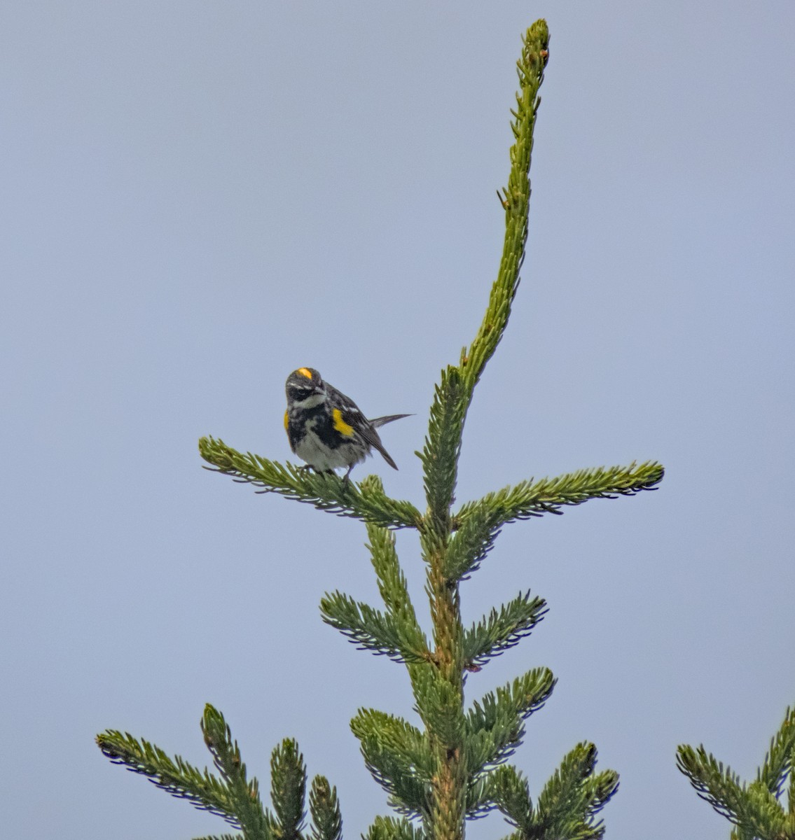 Yellow-rumped Warbler (Myrtle) - ML597442481