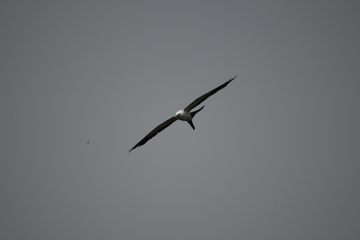 Swallow-tailed Kite - ML597443291