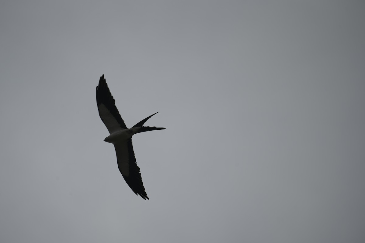 Swallow-tailed Kite - ML597443311