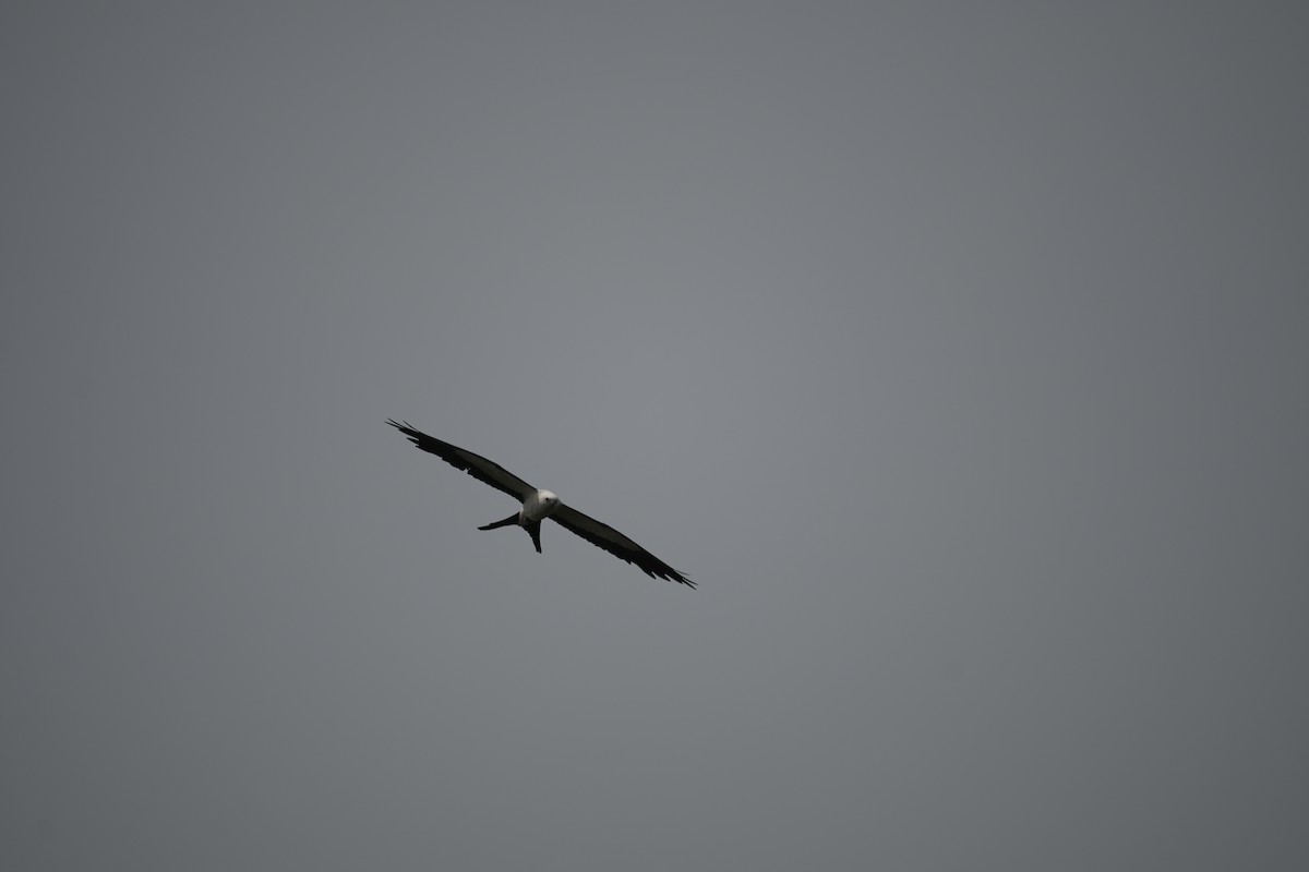 Swallow-tailed Kite - ML597443321