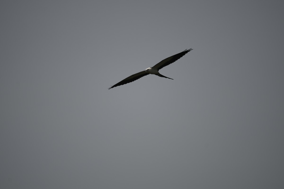 Swallow-tailed Kite - ML597443331