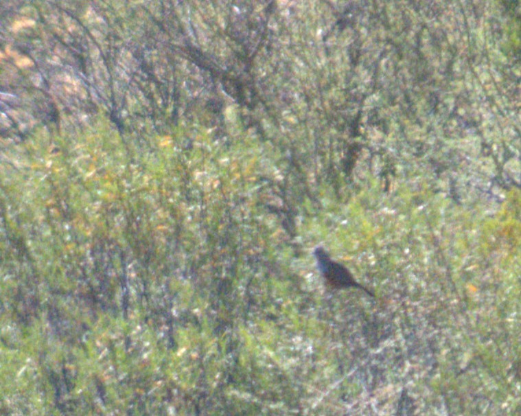 Crested Gallito - ML597443481