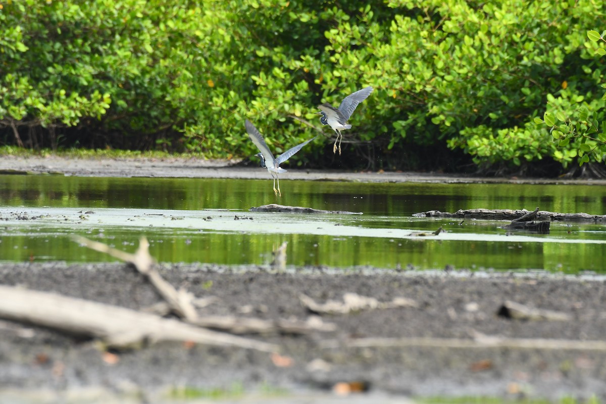 Tricolored Heron - ML597443801