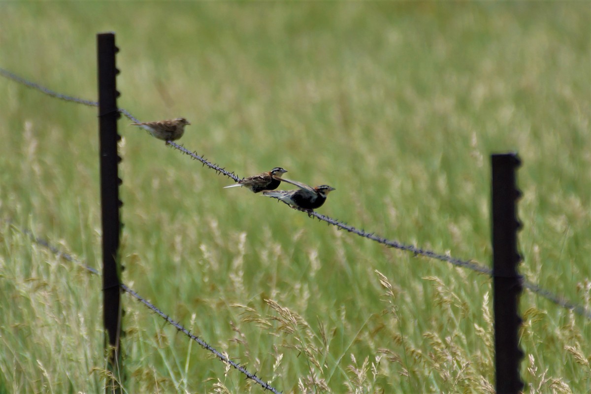 Chestnut-collared Longspur - ML597444161