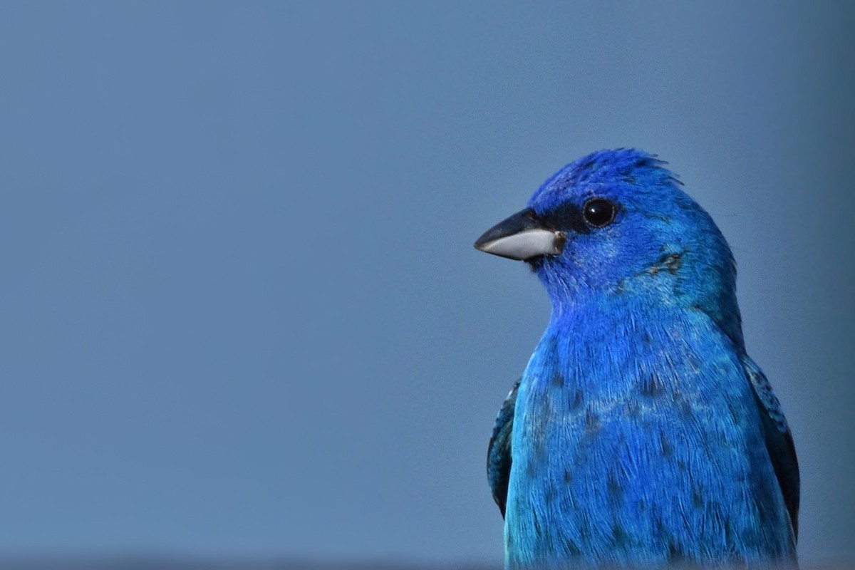 Indigo Bunting - ML59744431