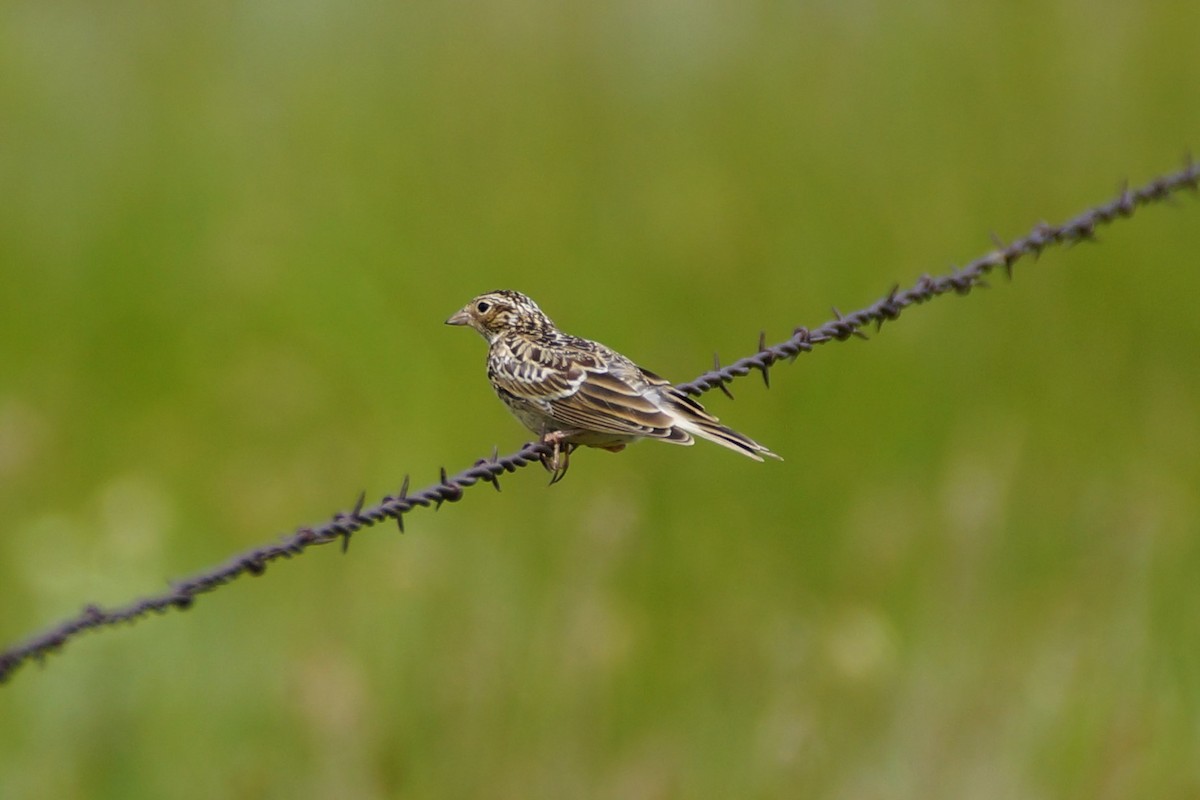 Chestnut-collared Longspur - ML597444361