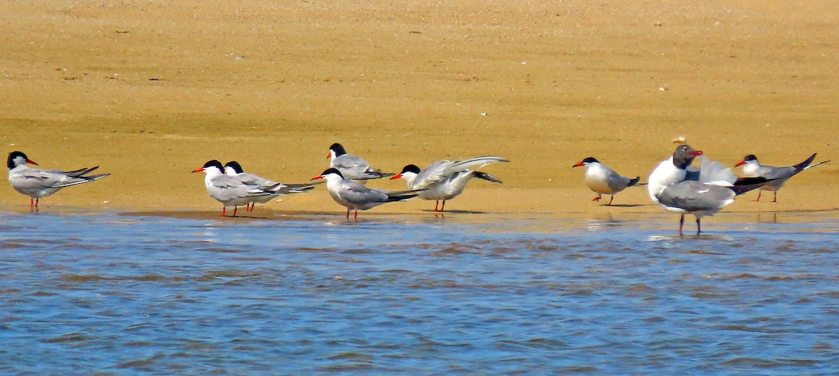 Laughing Gull - Shilo McDonald